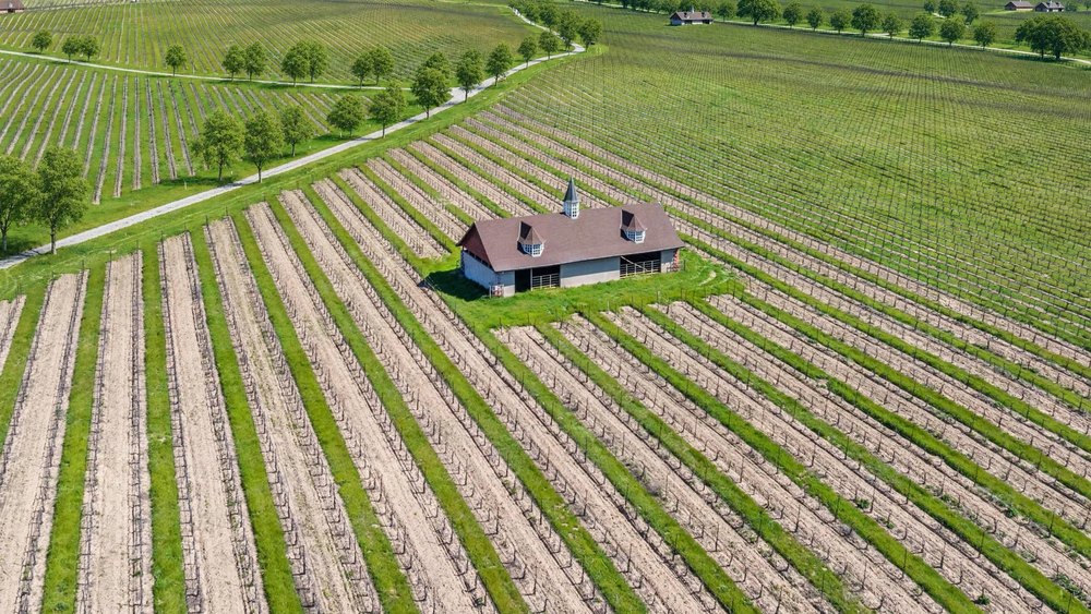 High-angle aerial shot of a solitary barn with a dark roof and cupola surrounded by symmetrical, neatly planted rows of vineyard crops.