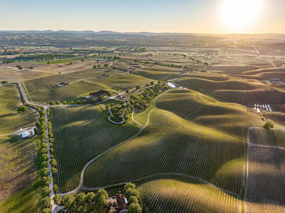 Panoramic sunset aerial view of rolling golden hills covered in vineyard rows, dotted with trees and country roads bathed in warm sunlight.